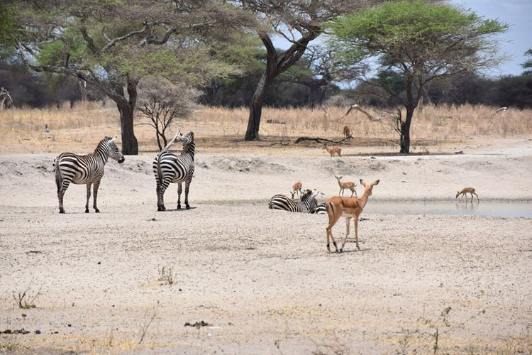 Geotours Kenya Lake-Nakuru 03_d9d73_lg.jpg